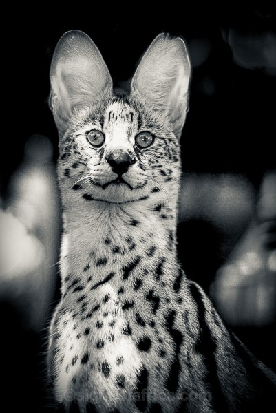 Serval, Howick, Kwa Zulu, South Africa
