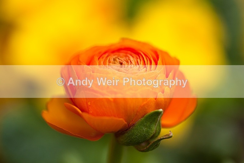 20120406-_MG_9449 - Plants & Flowers