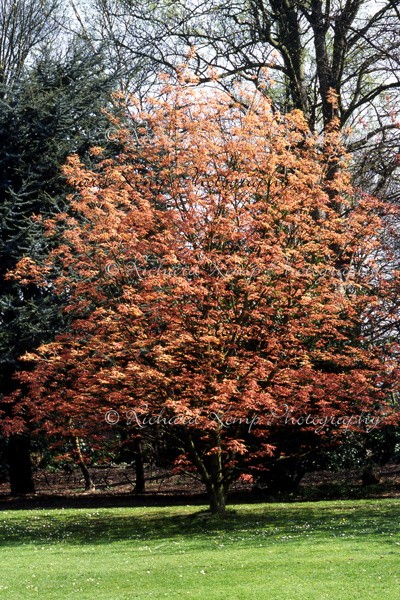 Aesculus x Neglecta 'Erythroblastus' - Plants