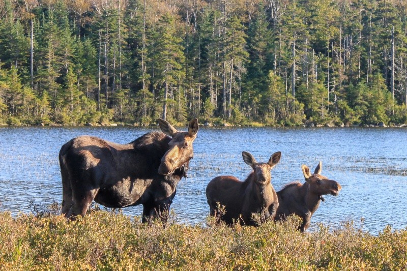 Moose Family Staredown - White Mountain National Forest and Northern New Hampshire