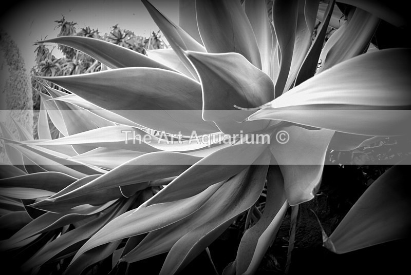 The Art Aquarium - Rachael Inchboard
