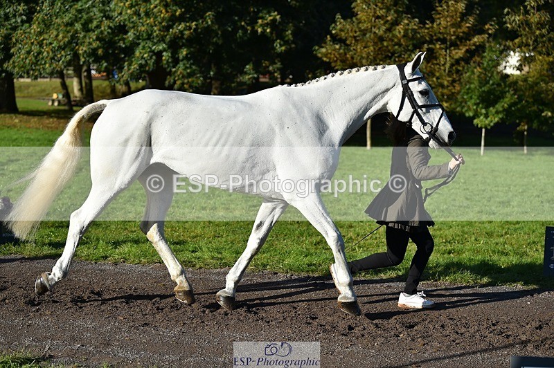 231022-101646-22370 - 455-GURTEEN.BARNEY-Georgie.Driver-TrotUp+SJ