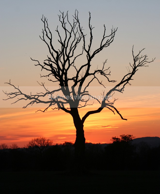 Tree at Sunset - Landscape