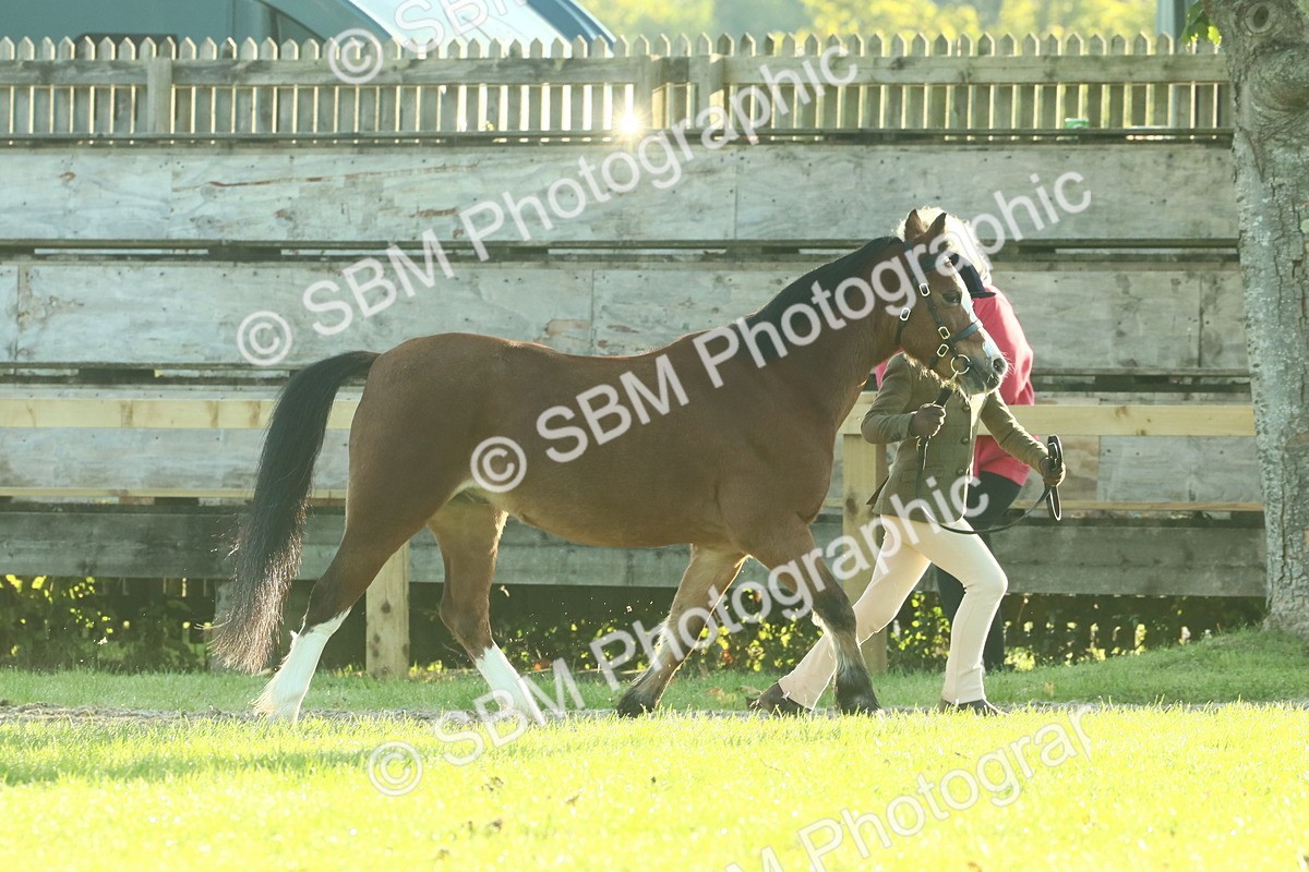 SBM_57354 - S37 - Starters In Hand Showing