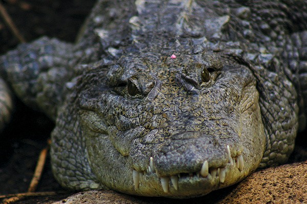 Alligator _AGT052 - Farm & Zoo Animals