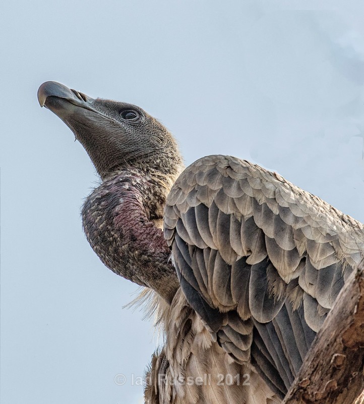  - Indian Safari 2017