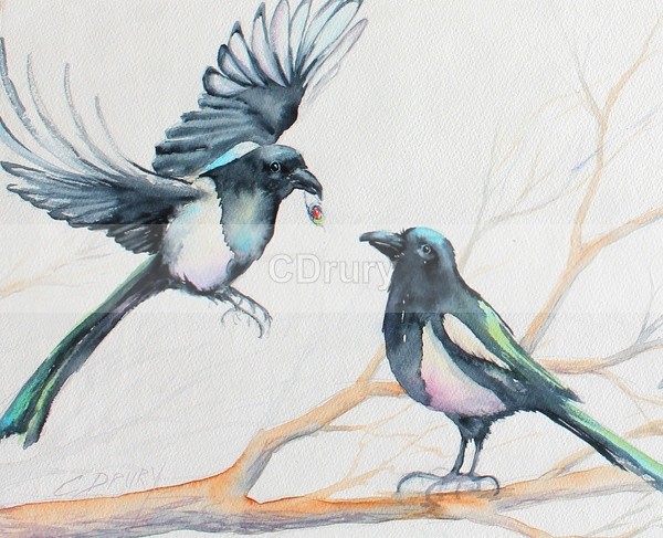 Magpie Chatter - AVAILABLE PRINTS and Notecards
