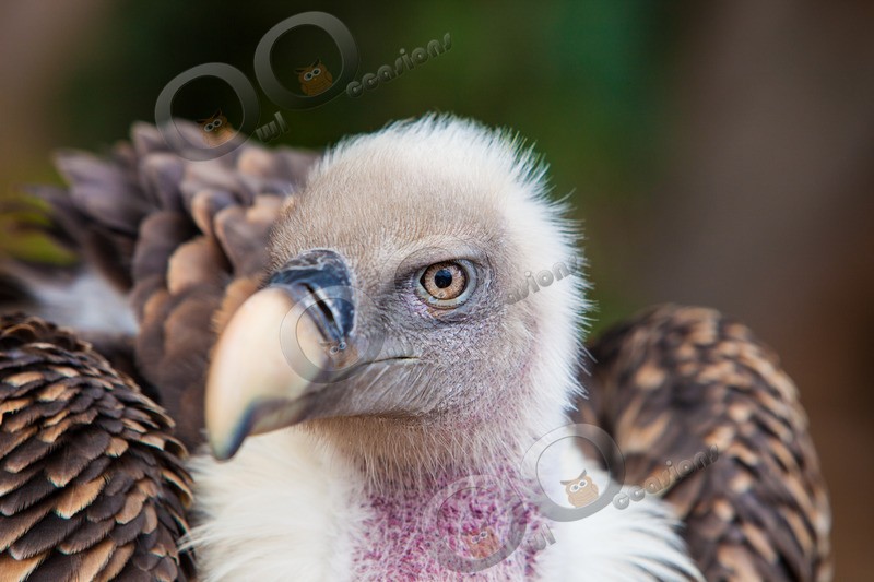 griffon vulture Gyps fulvus-0893 - BoP from around the world