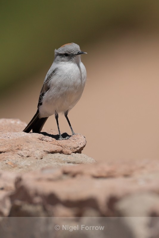 Rufous-naped Ground-Tyrant, front view, El Tatio, Chile - Rufous-naped Ground-Tyrant