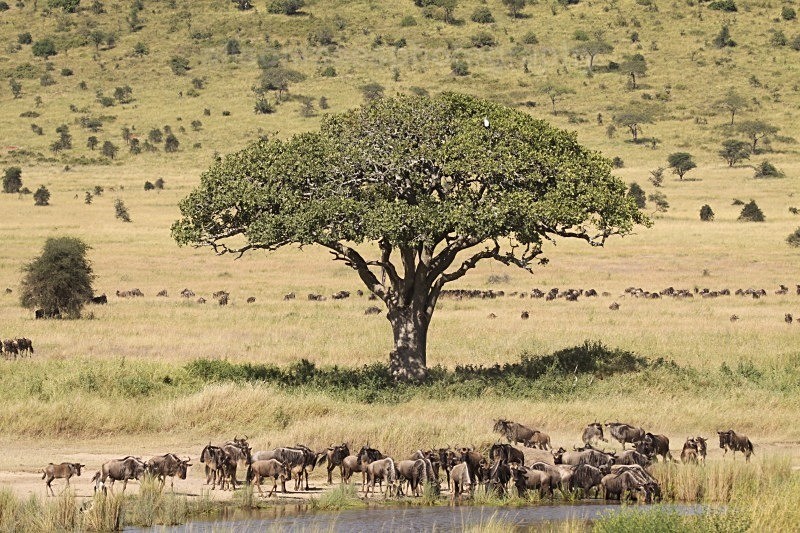 - African Safaris