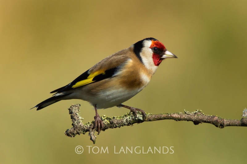 Goldfinch - All Other Birds