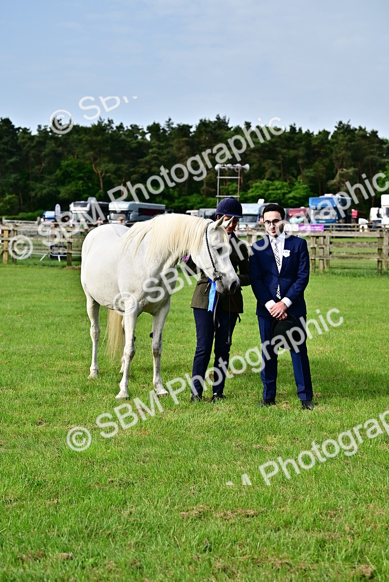 SBM_00048 - Class 46-49 - Arab and Part Bed-Anglo Arab In Hand