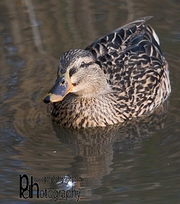 ChewLake_duck-1-0162 - Natural World Birds