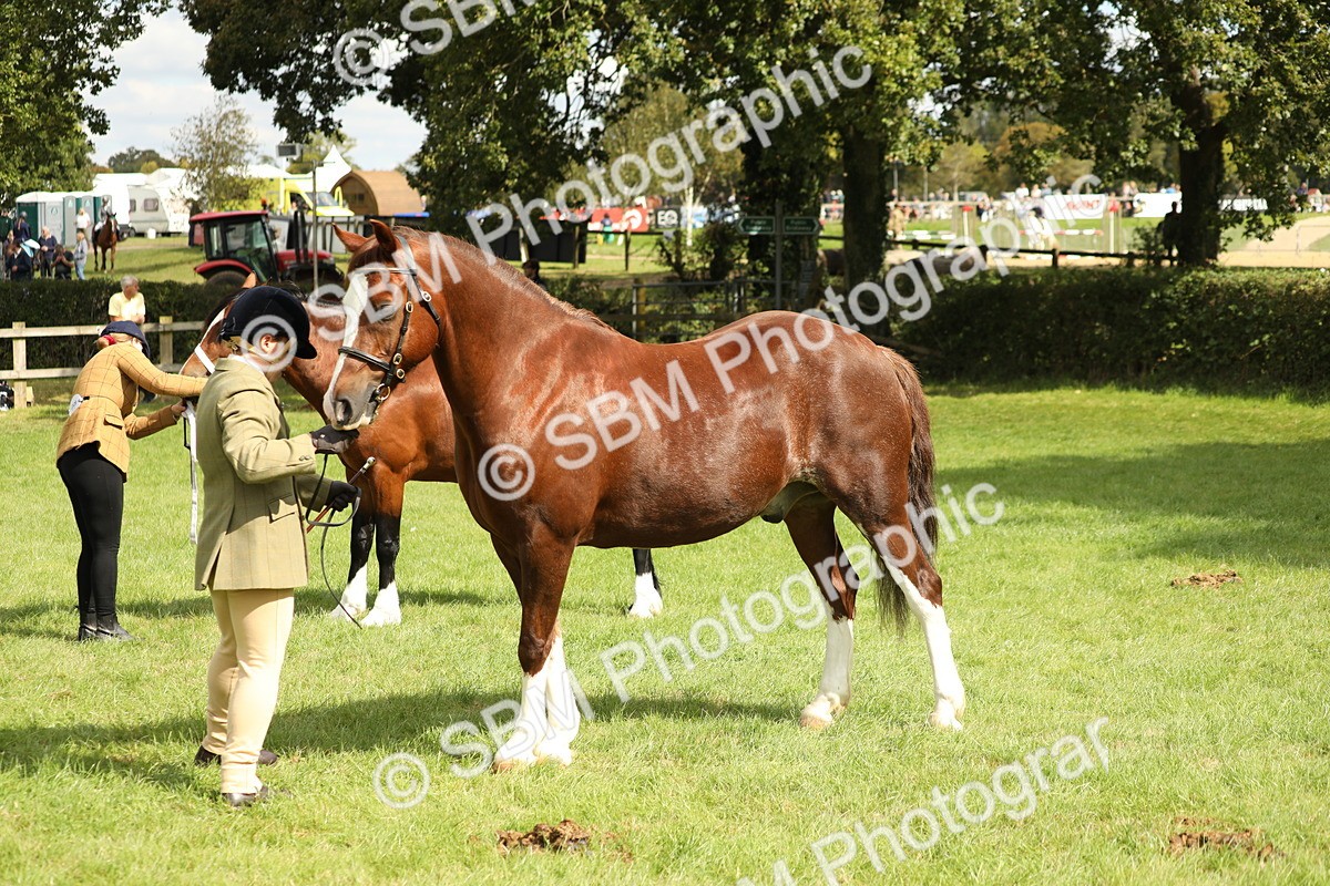 SBM_65415 - S47 - Mountain & Moorland In Hand Large Breeds