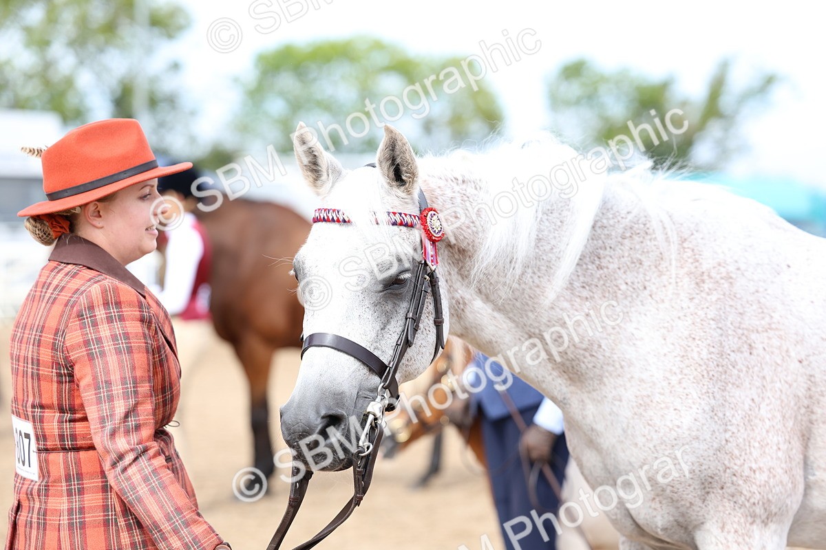 SBM_01866 - Class 18 - Handsomest Gelding - IH or Ridden