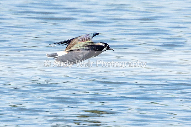 20180605-Woolston-8E0A9221 - Lapwing