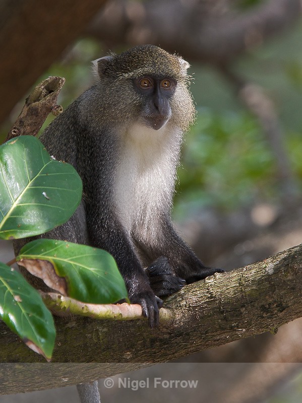 Vervet Monkey sat in a tree at Cape Vidal - Monkey