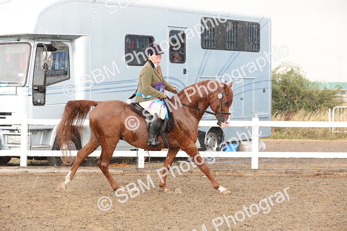 SBM_07607 - Class 59b -  Style & Performance - 80cm (20+)