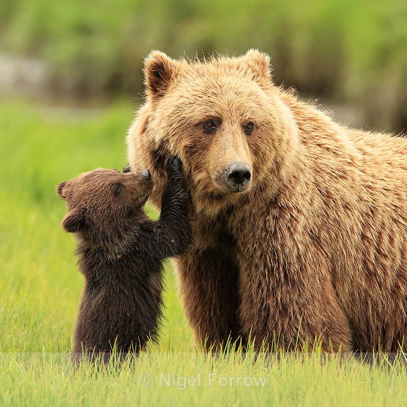 Brown Bear cub asking to be fed by mother, Silver Salmon Creek, Alaska - Brown Bear