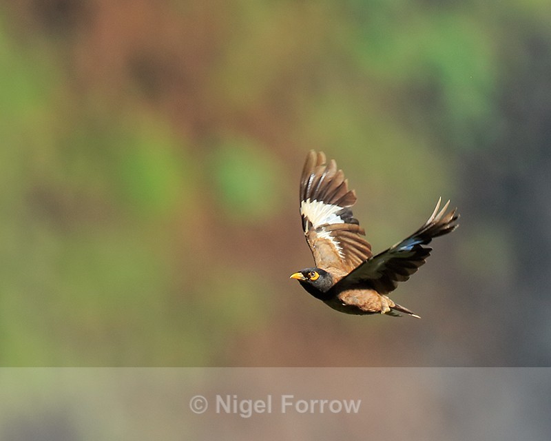 Common Myna in flight, Kilauea Point, Kauai - Common Myna