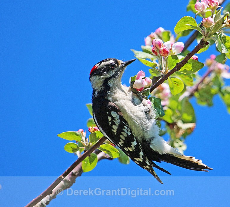 Hairy Woodpecker (male) - Birds of Atlantic Canada