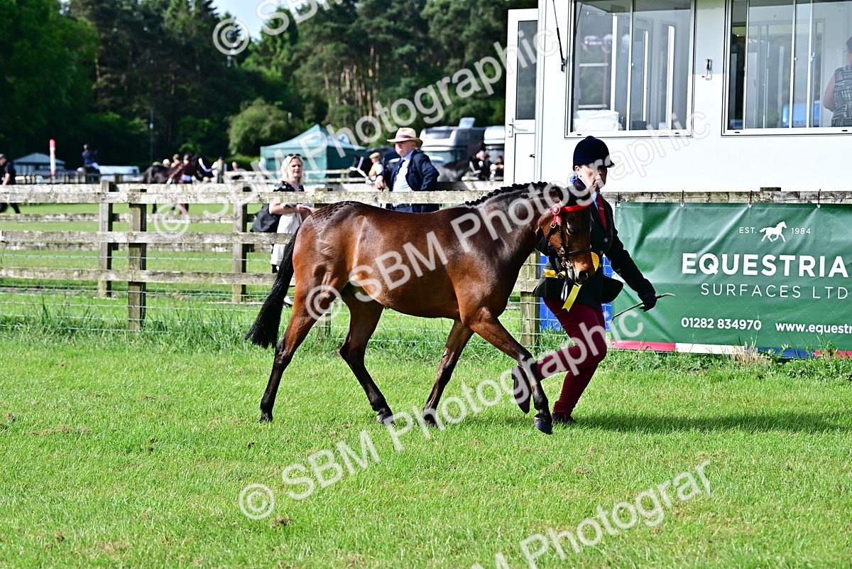 SBM_01034 - Class 46-49 - Arab and Part Bed-Anglo Arab In Hand