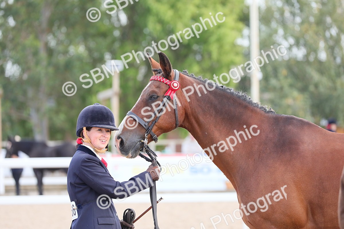 SBM_15836 - Class 312 IH Competition Horse/Pony