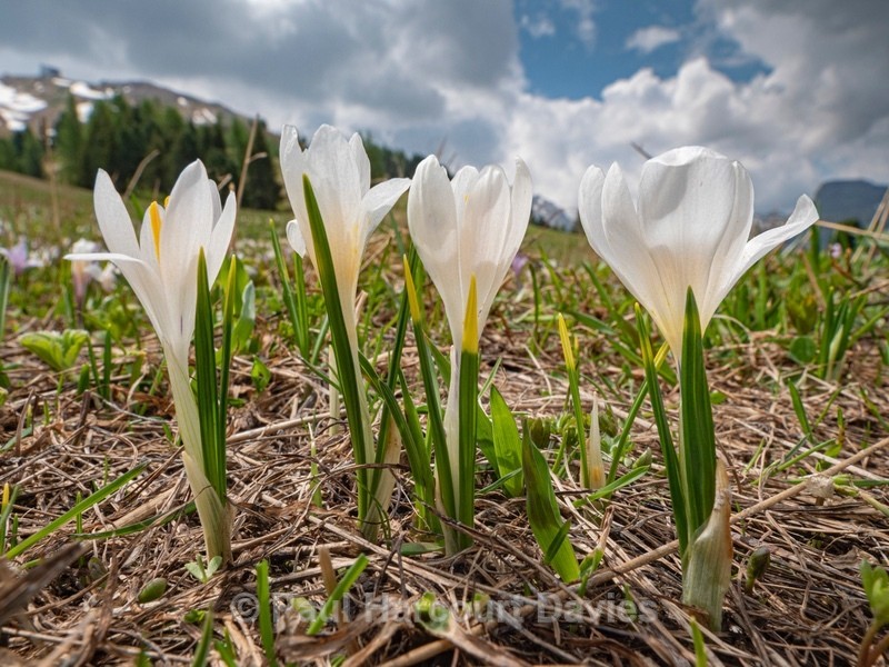 White crocus (Crocus vernus ssp albiflorus)  - Flowers in the Landscape
