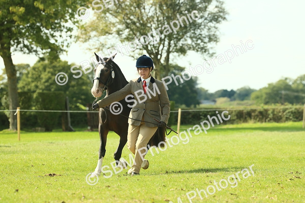 SBM_66552 - S34 - Rehabilitated Rescue Horse & Pony In Hand & Ridden