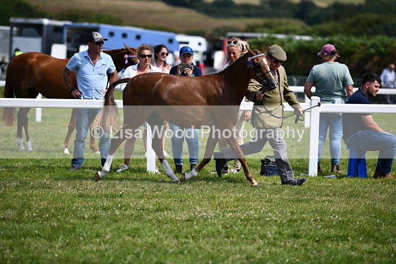 DSC_8267 - Class 68: Part Bred In Hand M & M