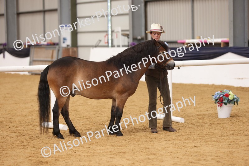 20260913-1703 - Class 115 - Gelding 4years and over