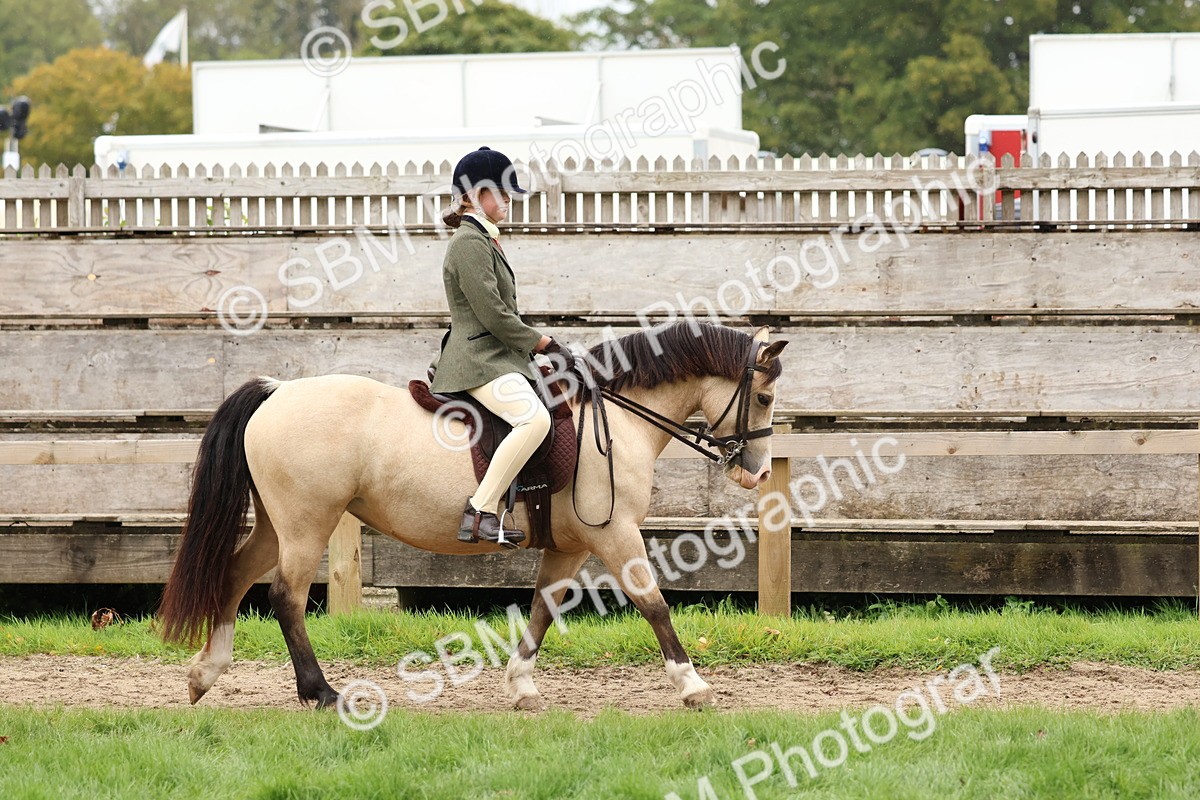 SBM_69514 - S62 - Mountain & Moorland Ridden Large Breeds
