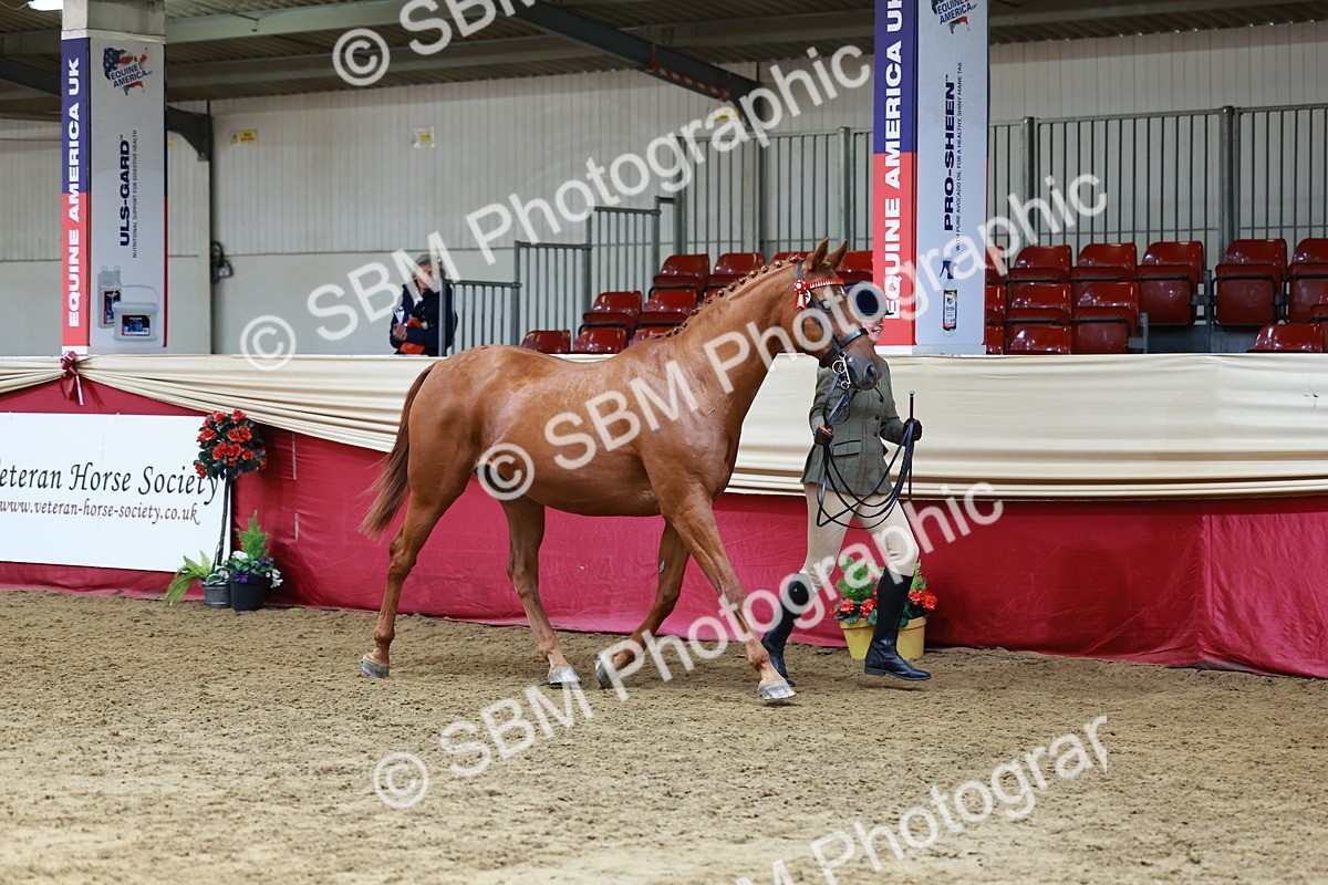 SBM_23164 - Class 903 - Supreme Final - IH Pre Vet