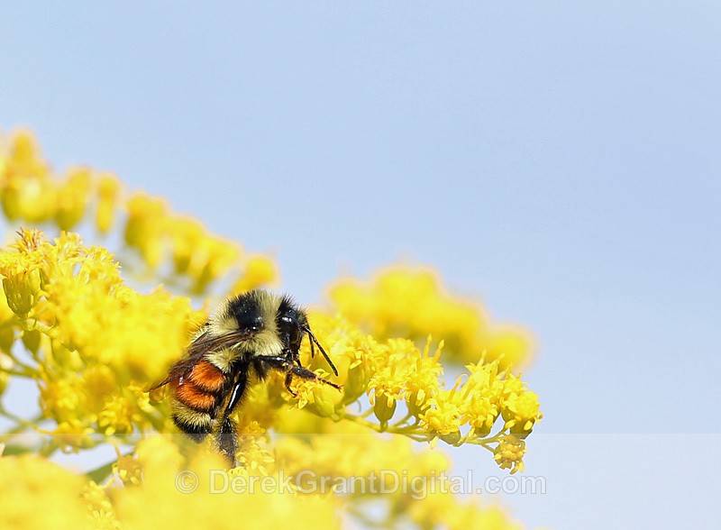 Tricoloured Bumblebee Orange-belted Bumble bee