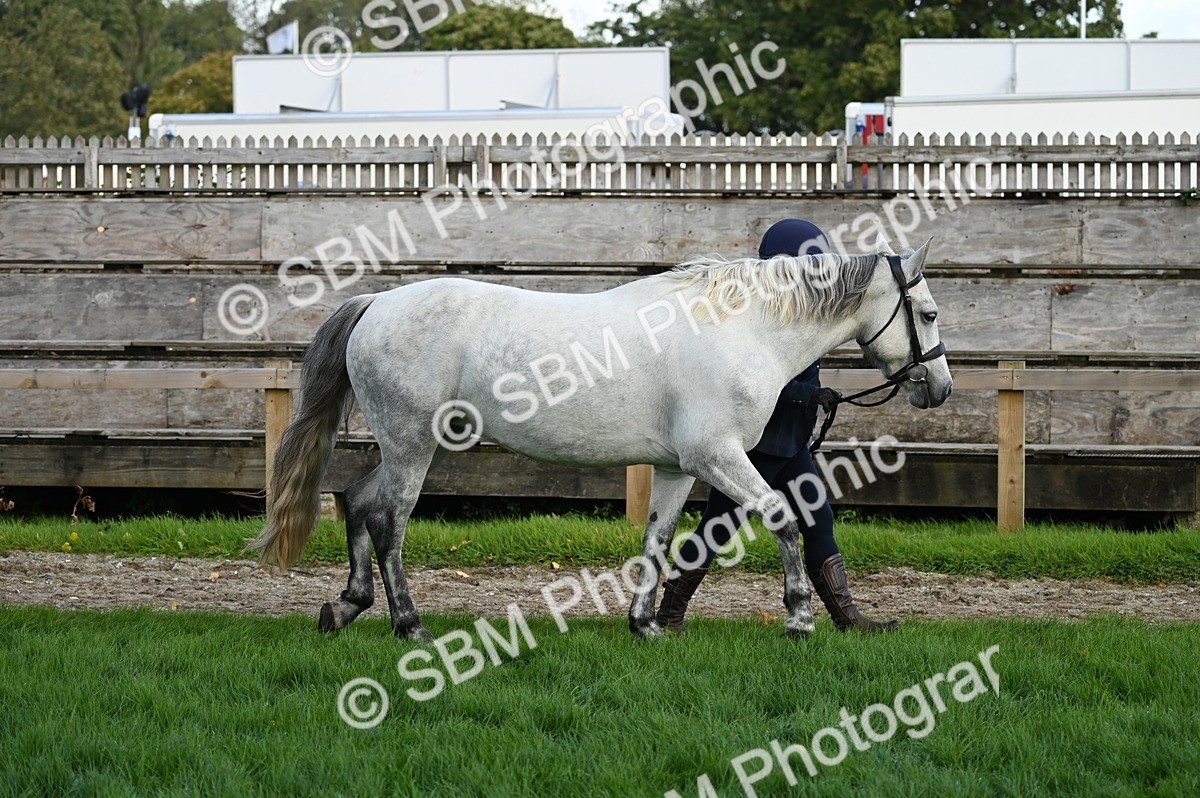 SBM_24952 - S5 - Novice & Newcomer In hand