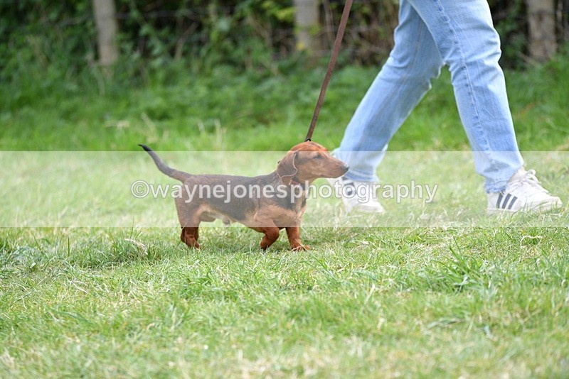 WJ5_9550 - Class 3 Most Handsome Dog