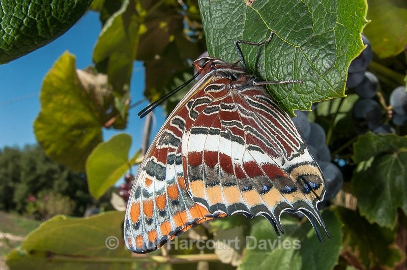  - Bugs: Butterflies