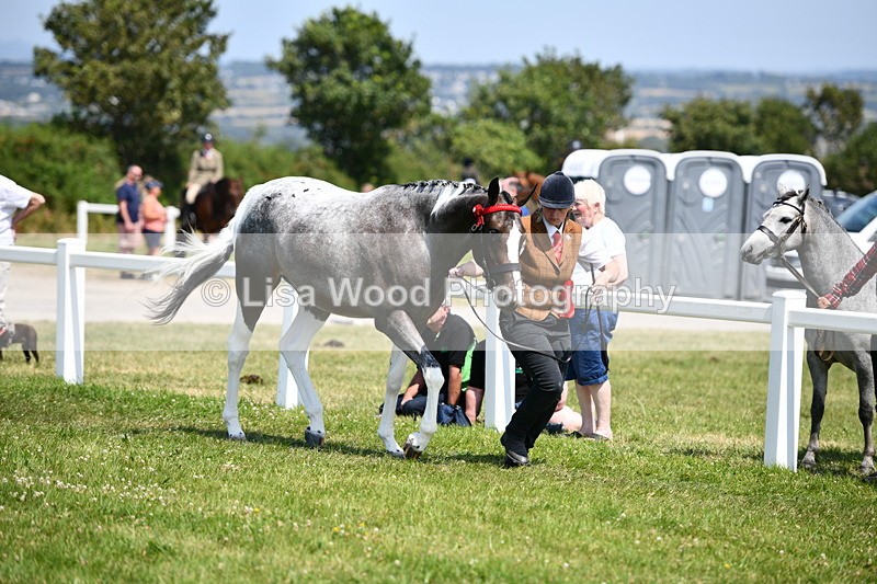 DSC_7901 - Coloured Horse In Hand Championship