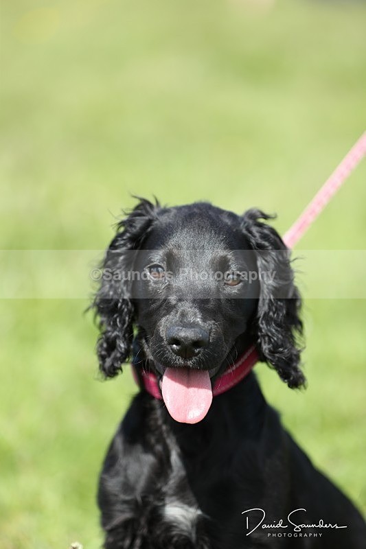 SPXX0573 - Dog show