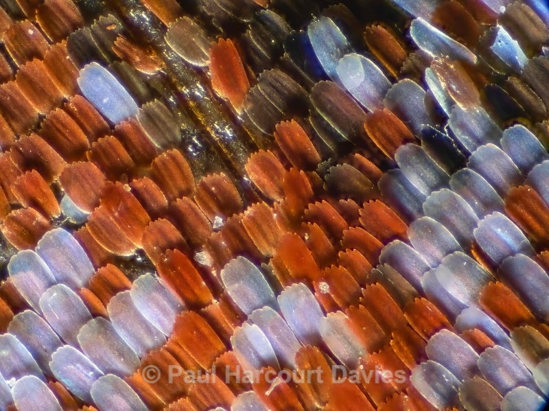 The eye scales of a peacock butterfly (Nymphalis io) captured under low power on a mciroscope and stacked, - Mikromak & TS Robusto 160