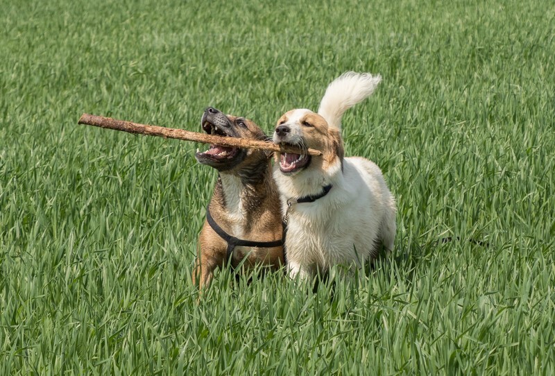 - Pet Photography