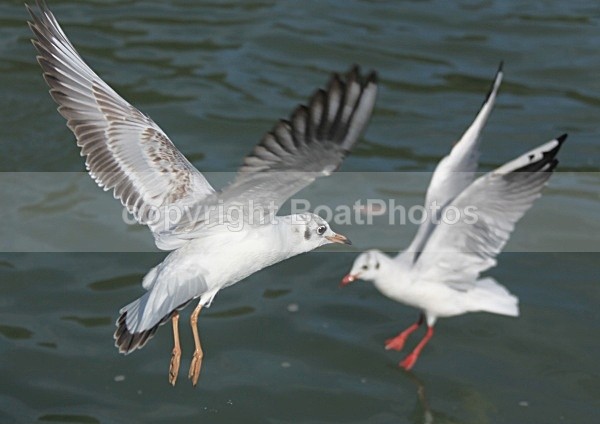090917 SEAGULL09 IMG_7177 - Wildlife