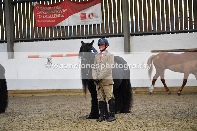 WJ5_4418 - Class 6 In hand M&M - Large Breeds