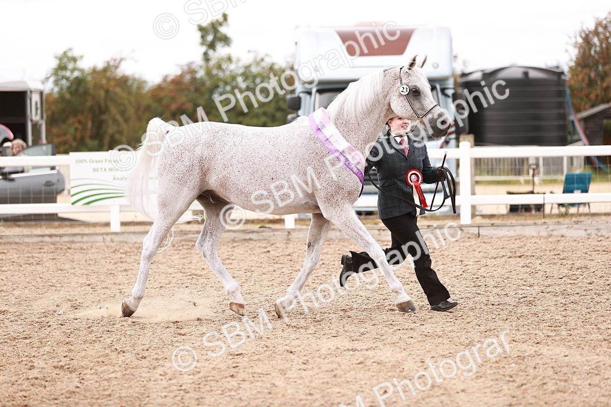 SBM_16261 - Class412 - Handsome Gelding (IH  or Ridden) Adult