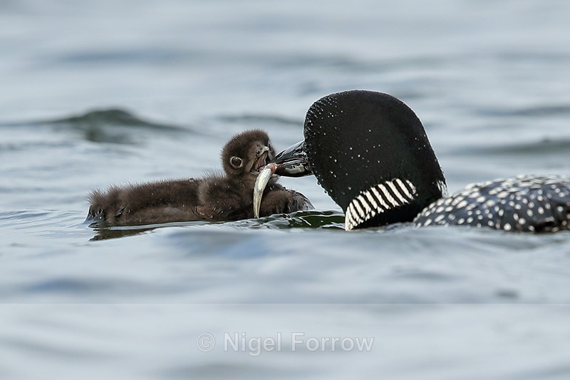 Common Loon chick feeding, Minnesota, USA - Great Northern Diver