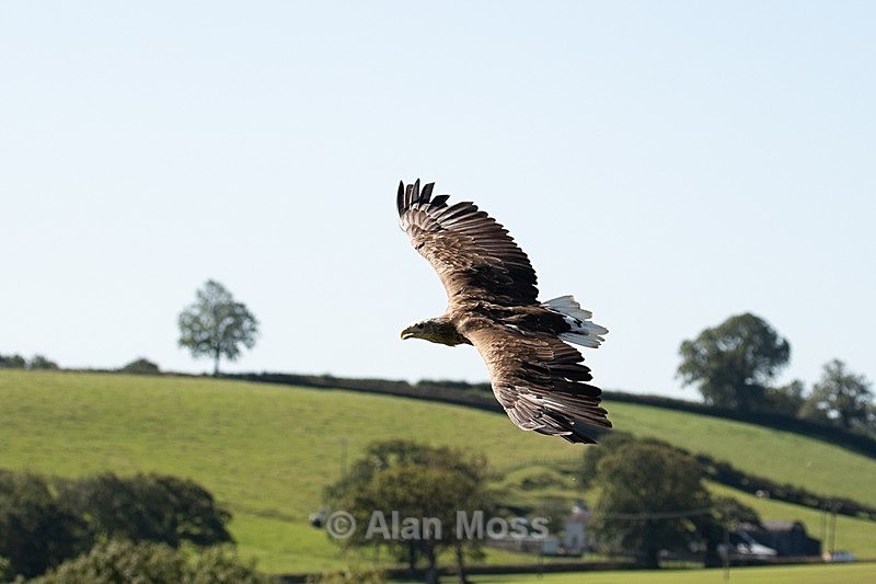White Tailed Eagle - Wildlife