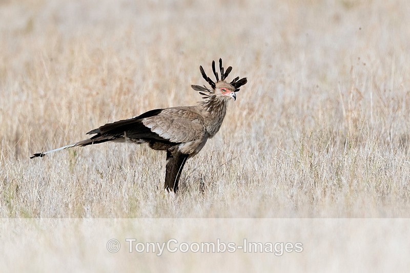 Secretary Bird - Lewa ~ Birds