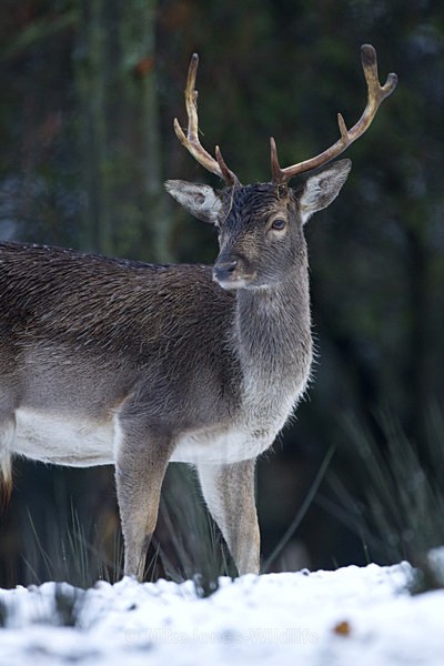 FALLOW DEER ref fd 16a - THE DEER IN WINTER