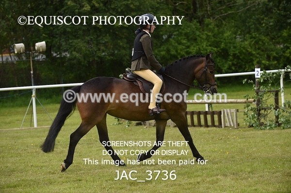 JAC_3736 - 75CM WORKING HUNTER