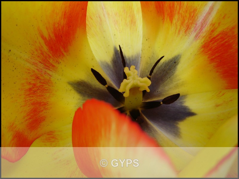 J Fisk - Tulip - The Abstract World And Other photographs